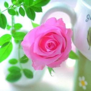 Meet your Posher, Karina